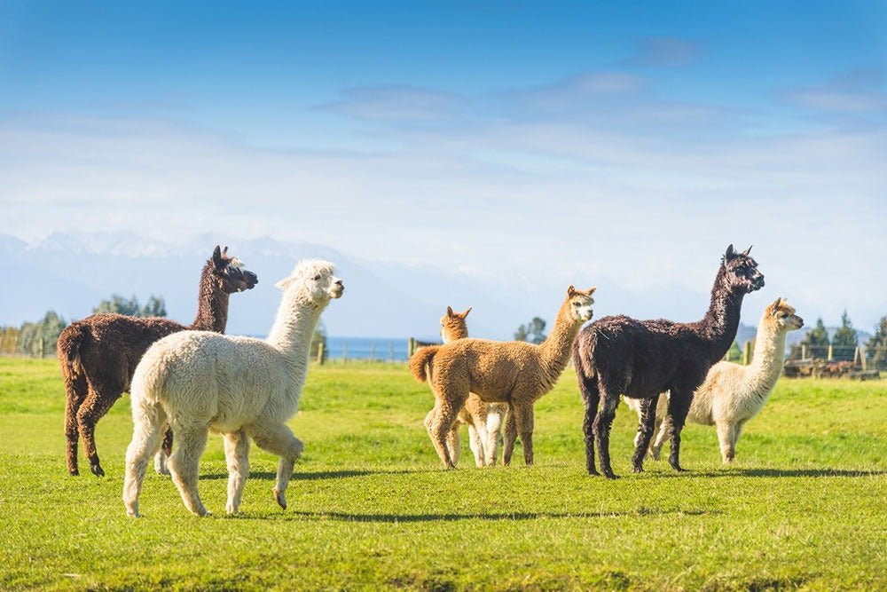 Pasture Poop Vacuums: The Key To Cleaner, Healthier Grazing Areas