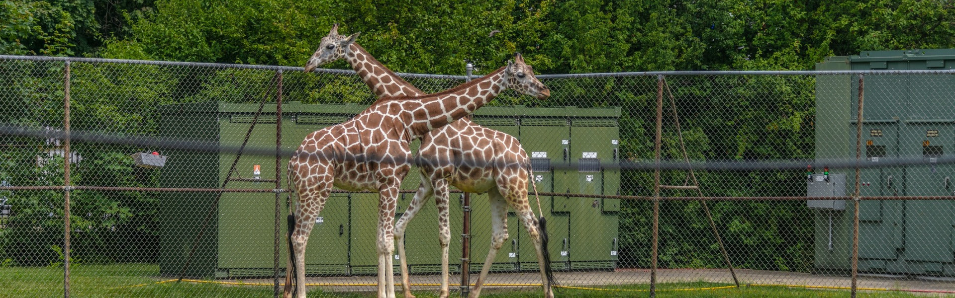 Zoos_1