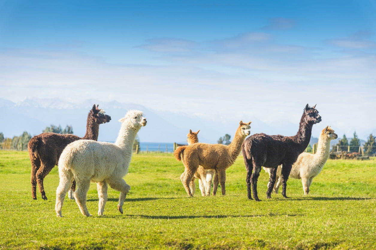 iStock