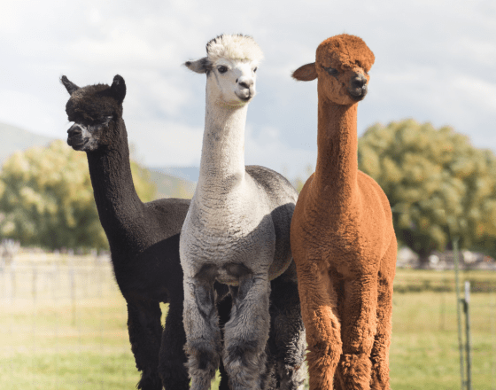 Alpacas