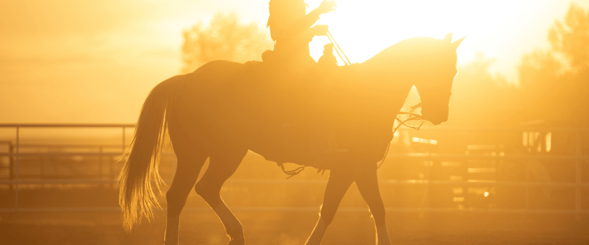 Invest in the quality of your arena and the well-being of your horses. Explore our range of vacuums and arena rakes today and discover how Greystone USA can be your trusted partner in arena maintenance.