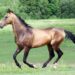 Buckskin Akhal-teke stallion running