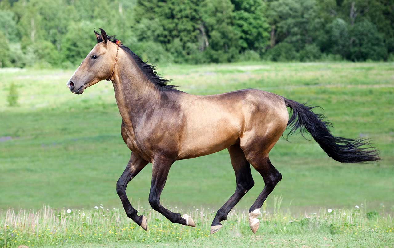 Arena Drag Patterns: 6 Essential Techniques For Horse Arena Grooming