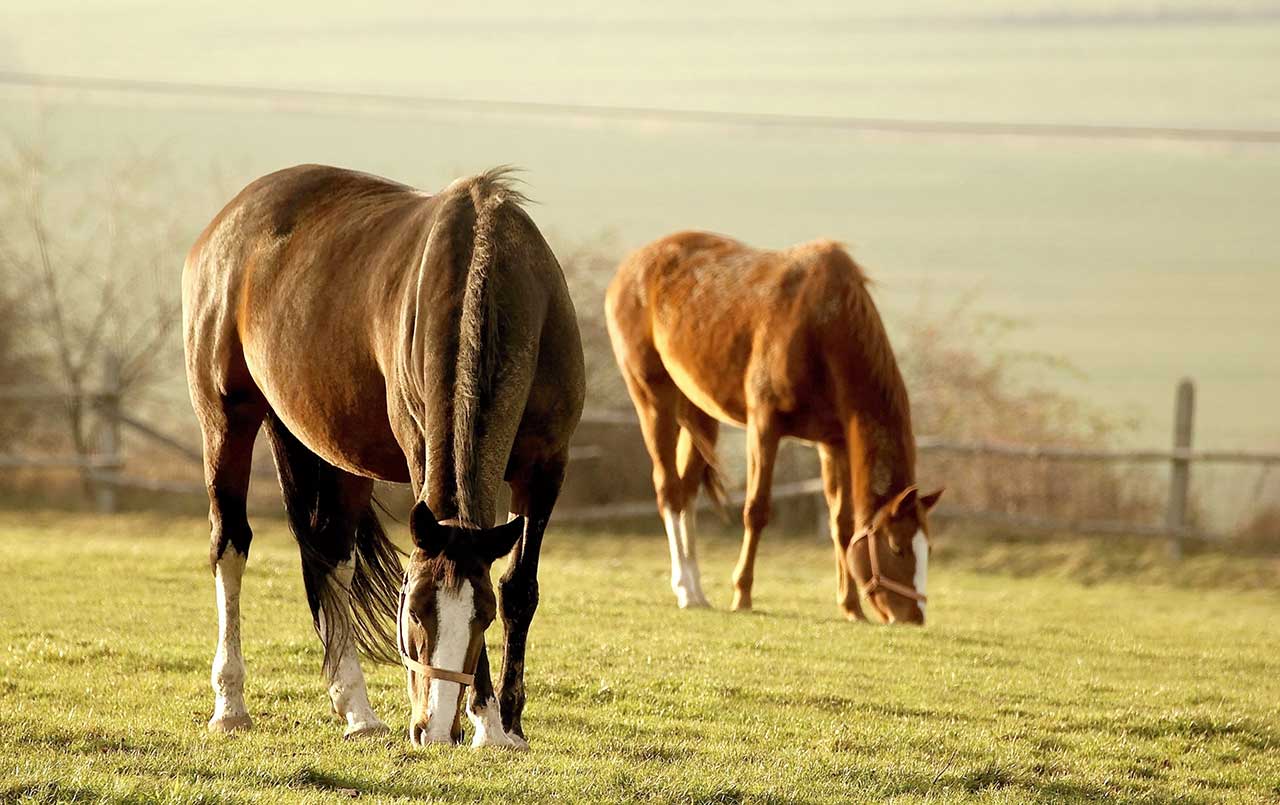 Essential Tips For Horse Paddock Maintenance