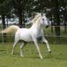 Grey colored purebred andalusian horse with long mane galloping across green pasture