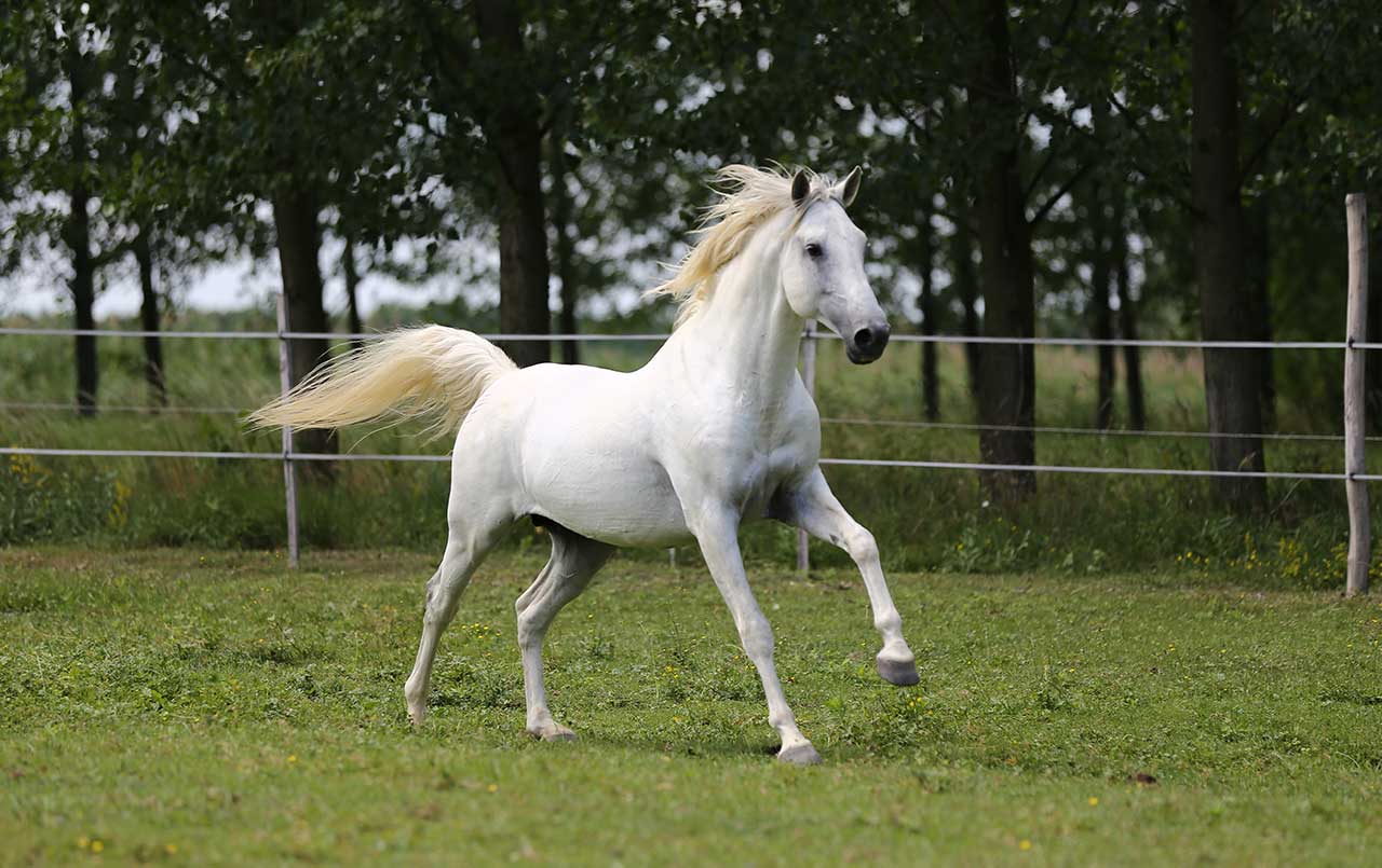 Temporary Horse Fencing: Pros And Cons