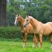 Two palomino akhal teke breed horses standing still in the park and watching