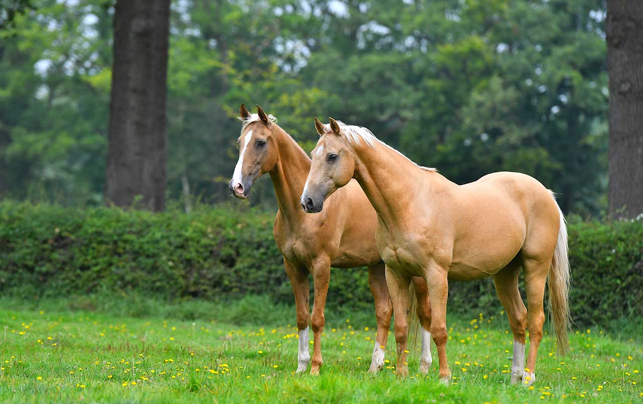 How To Clean Manure From A Horse Pasture