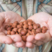 Farmer holds hazelnuts in hands.