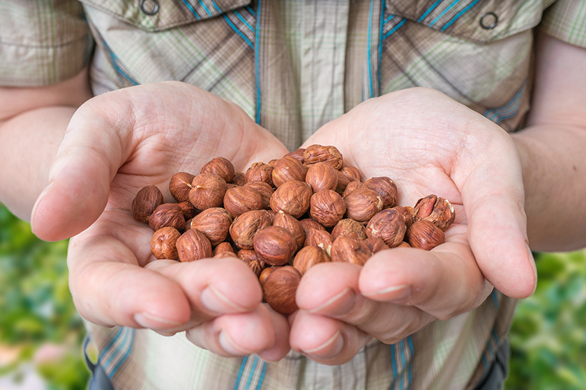 Nut Vacuum 101: An In-depth Look