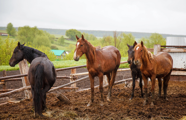 Best Practices For Effective Horse Manure Management