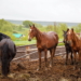 Four horses in the rain