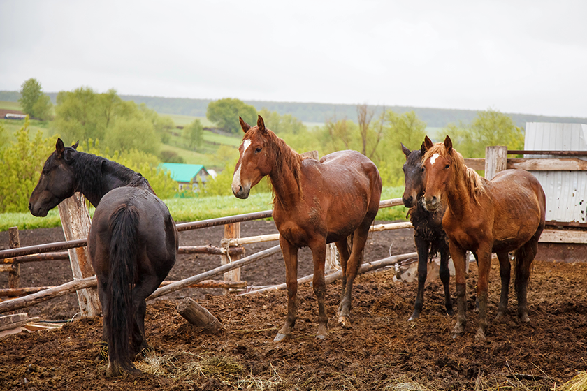 Best Practices For Effective Horse Manure Management