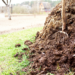 Pitchfork in manure