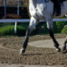 Training and practice in the equestrian field